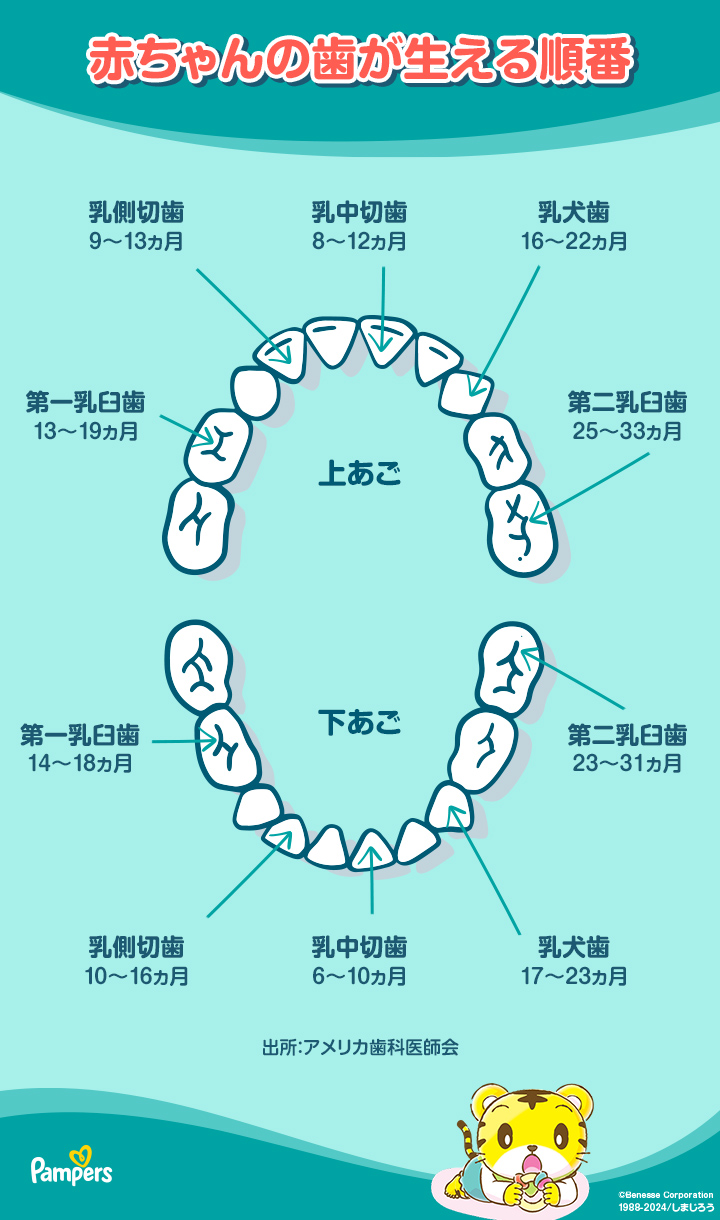 歯 安い は 何 本 抜ける