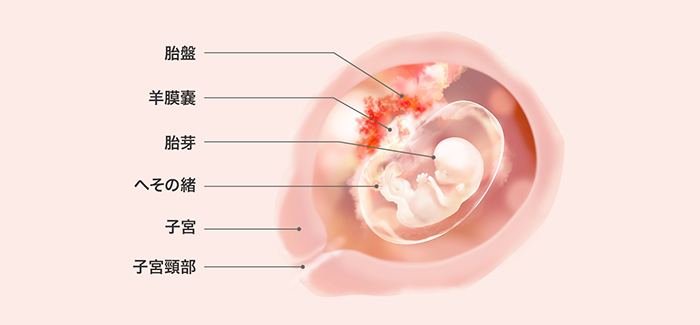 妊娠10週 症状 おなかの張り具合および胎児の発育 パンパース