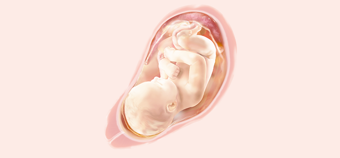 妊娠37週 おなかの張り具合と症状および赤ちゃんの発育 パンパース