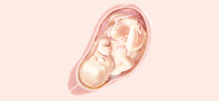 妊娠36週目 おなかの張り具合と症状および赤ちゃんの発育 パンパース