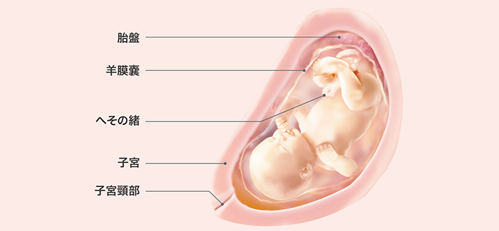 妊娠31週 おなかの張り具合と症状および胎児の発育 パンパース