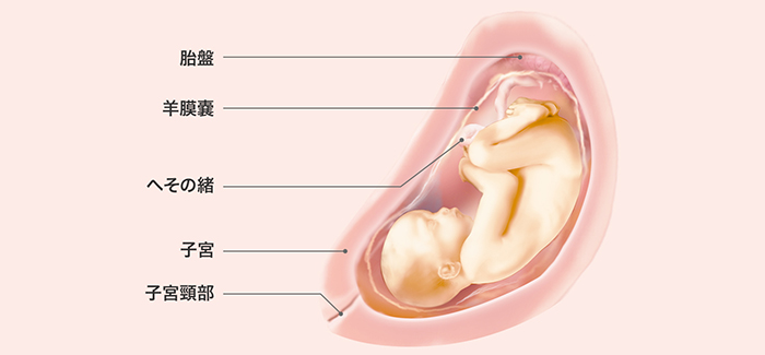 妊娠29週 おなかの張り具合と症状および胎児の発育 パンパース