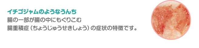 イチゴジャムのようなうんち