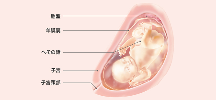 妊娠32週 おなかの張り具合と症状および胎児の発育 パンパース