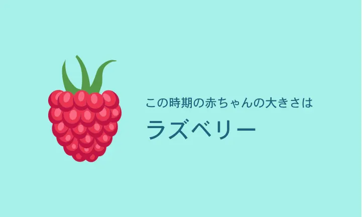 Your baby is the size of a raspberry