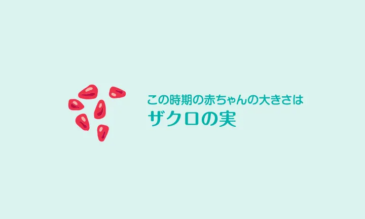 妊娠6週 症状 ヒント 胎児の発育 パンパース