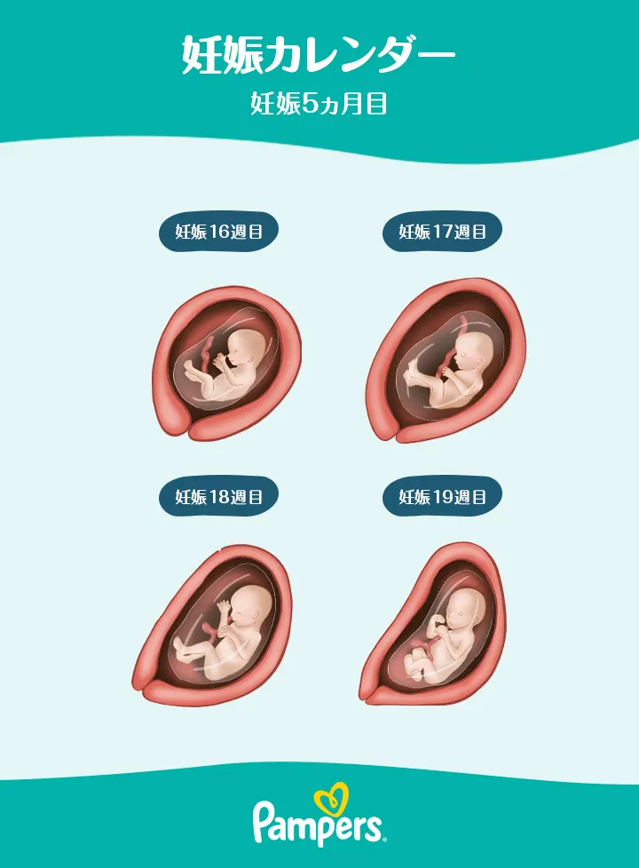 妊娠5ヵ月の胎芽