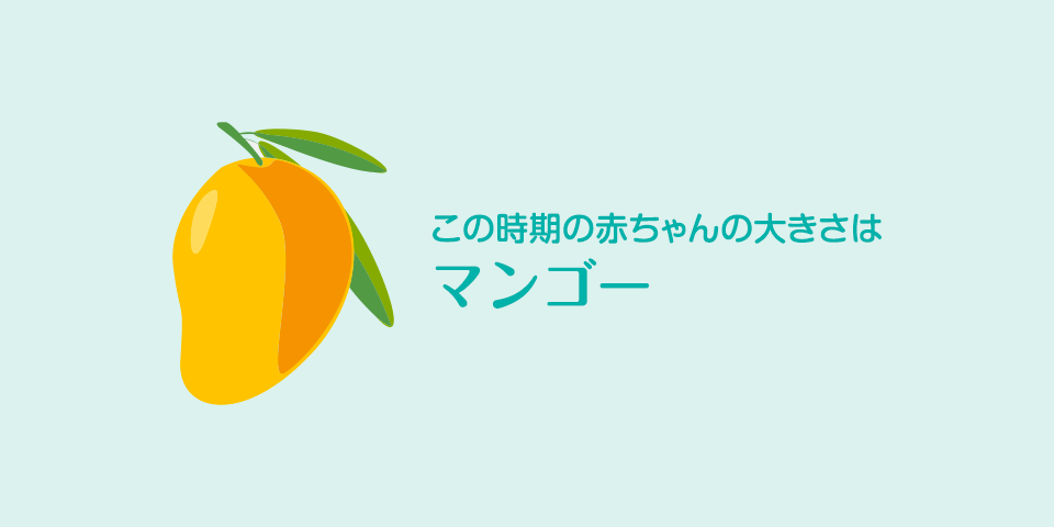 妊娠19週 おなかの張り具合と症状および胎児の発育 パンパース