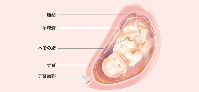 妊娠30週 おなかの張り具合と症状および赤ちゃんの発育 パンパース