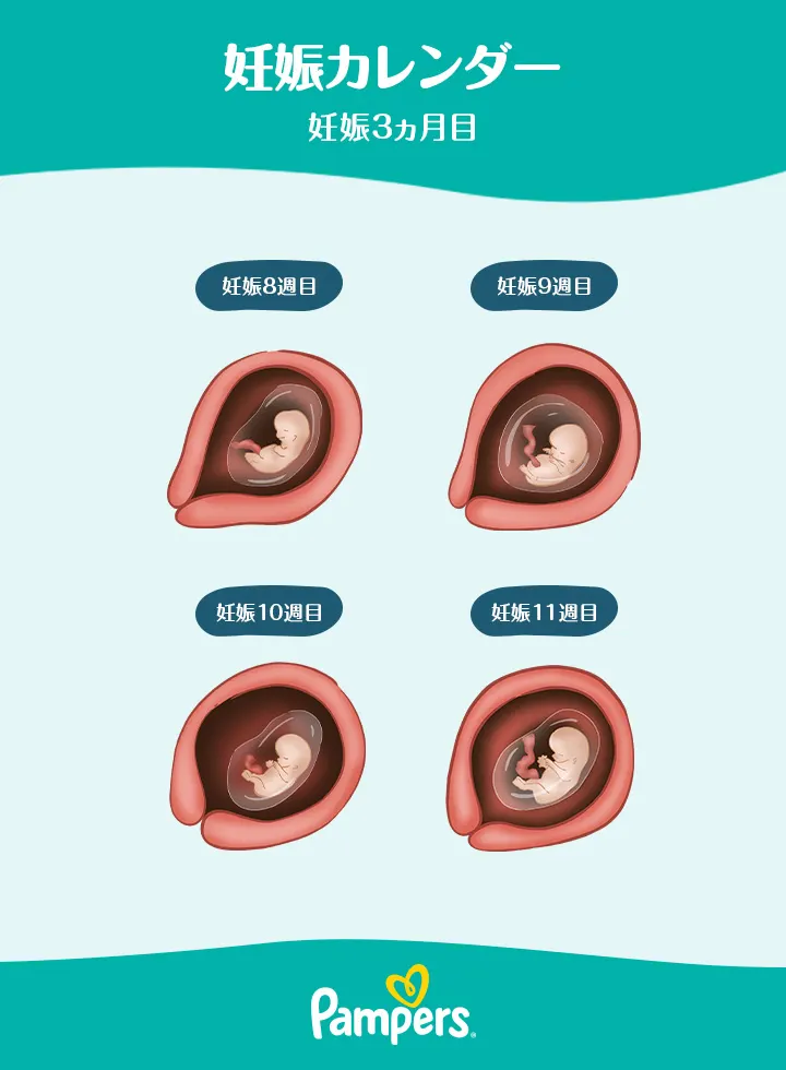 妊娠3ヵ月の胎芽
