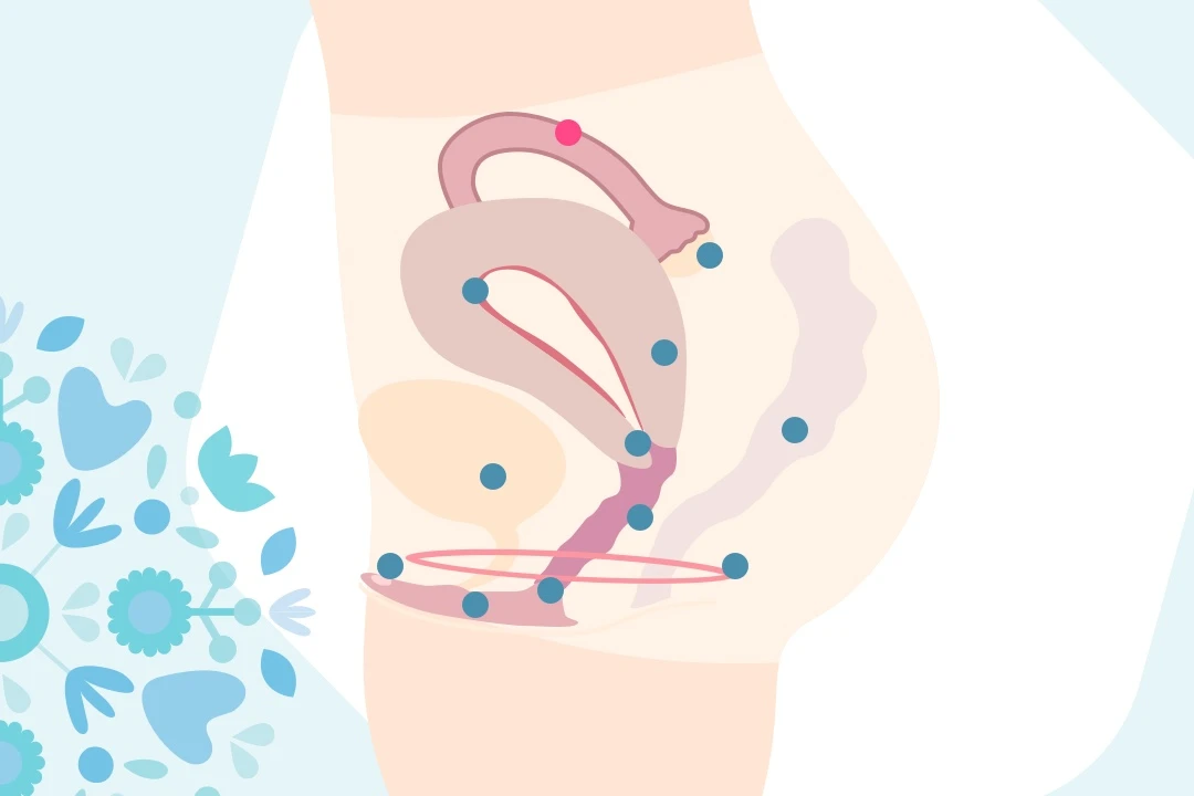 l'anatomie féminine