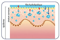 mecanisme_hydratation