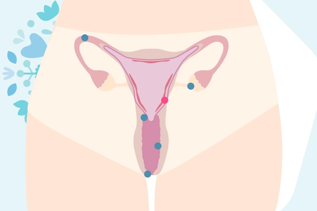 l'anatomie féminine