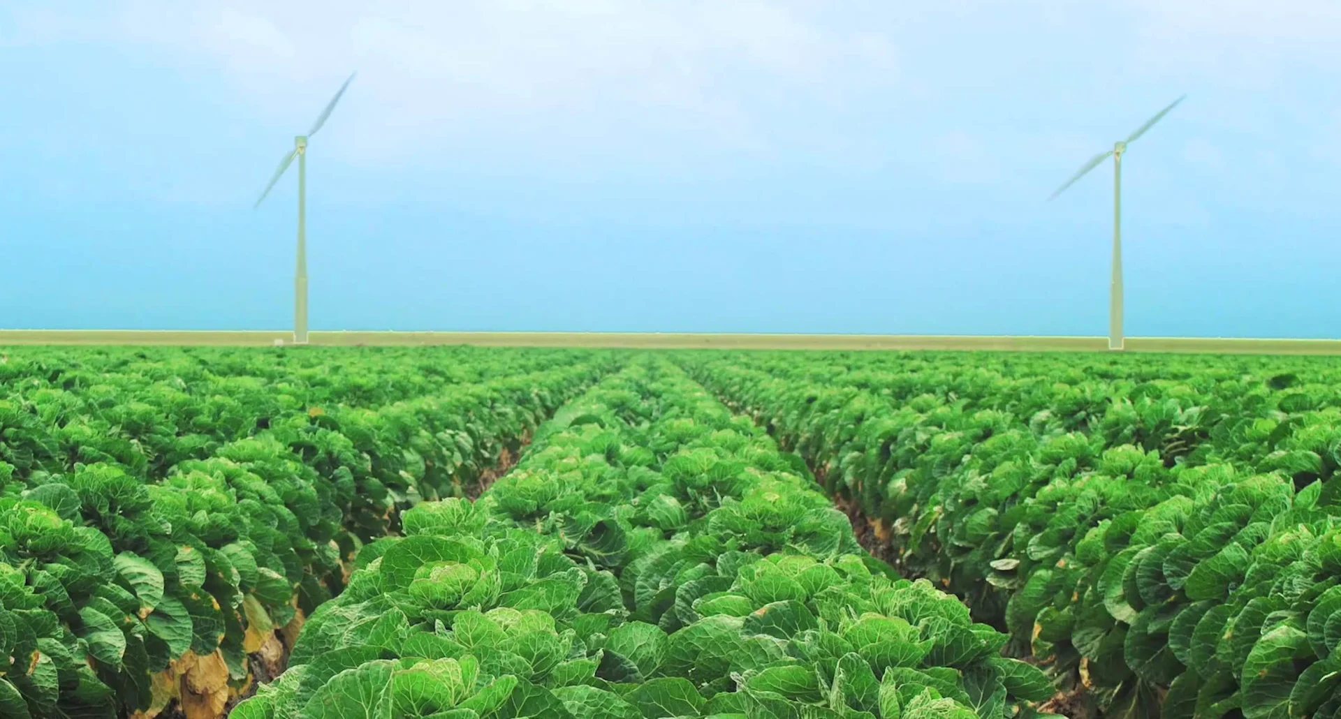 Case Greenery Header