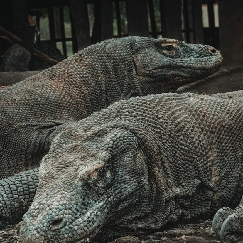 Photo by <a href="https://unsplash.com/@mrqs_g?utm_content=creditCopyText&utm_medium=referral&utm_source=unsplash">Guillaume Marques</a> on <a href="https://unsplash.com/photos/brown-and-black-animal-on-brown-soil-kcBc_hncyXA?utm_content=creditCopyText&utm_medium=referral&utm_source=unsplash">Unsplash</a> Photo by <a href="https://unsplash.com/@mrqs_g?utm_content=creditCopyText&utm_medium=referral&utm_source=unsplash">Guillaume Marques</a> on <a href="https://unsplash.com/photos/brown-and-black-animal-on-brown-soil-kcBc_hncyXA?utm_content=creditCopyText&utm_medium=referral&utm_source=unsplash">Unsplash</a>