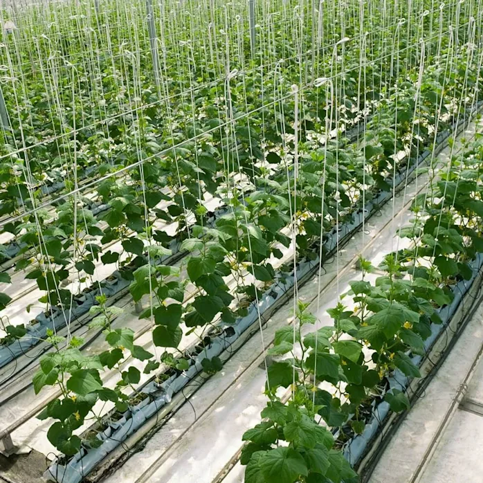 The Greenery Greenhouse The Greenery Greenhouse