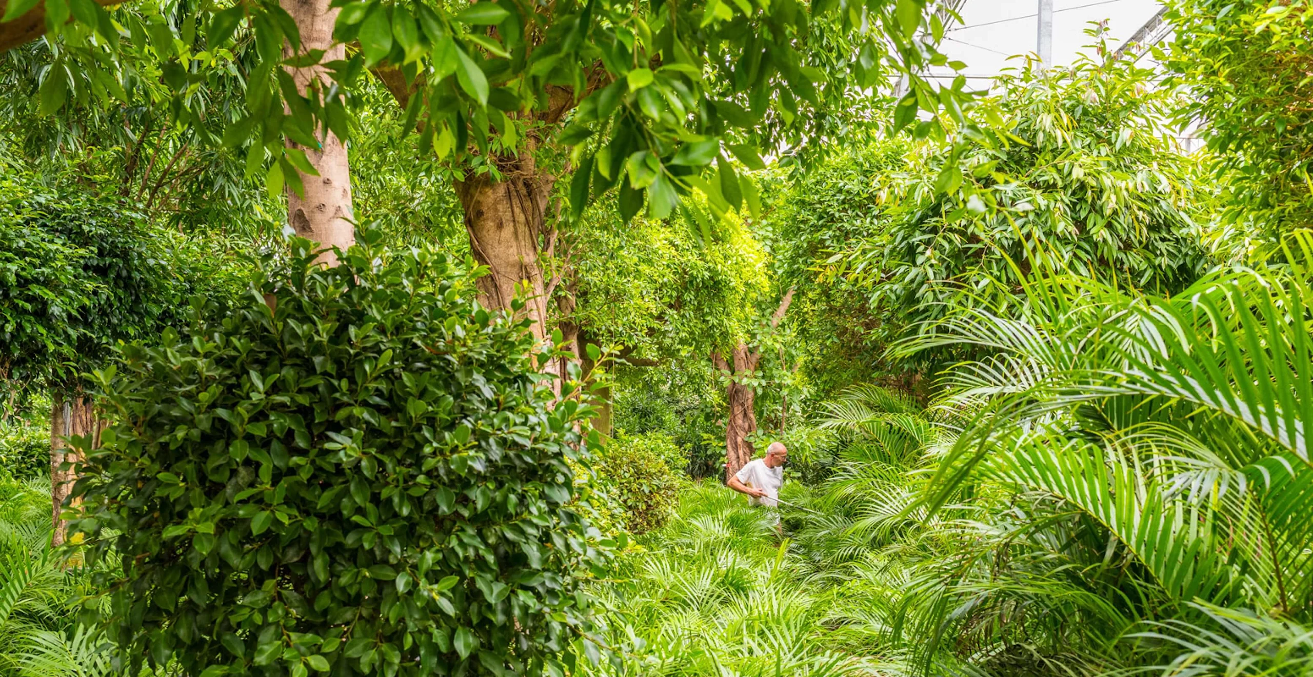 Nieuwkoop Europe | Image Forest Nieuwkoop Europe | Image Forest