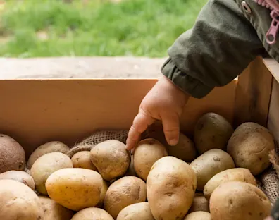 Agrico | Header image