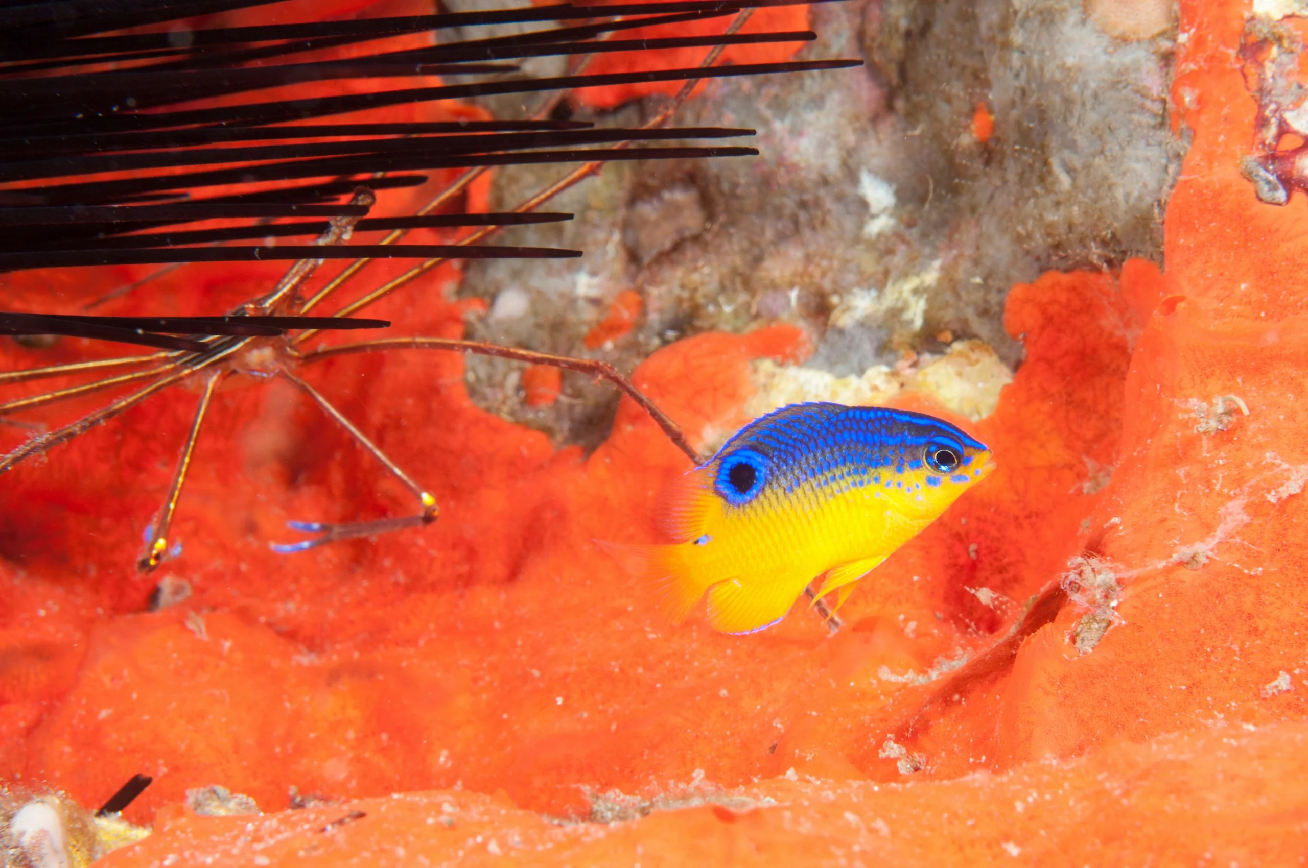 Juvenile longfin damselfish swims near an arrow crab.