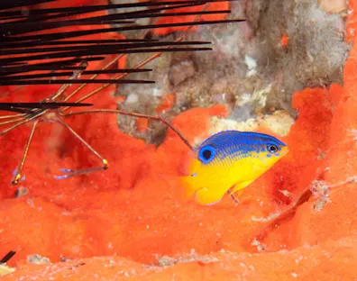 High-Tech, High Tide: How digital solutions are shaping the 'blue economy'