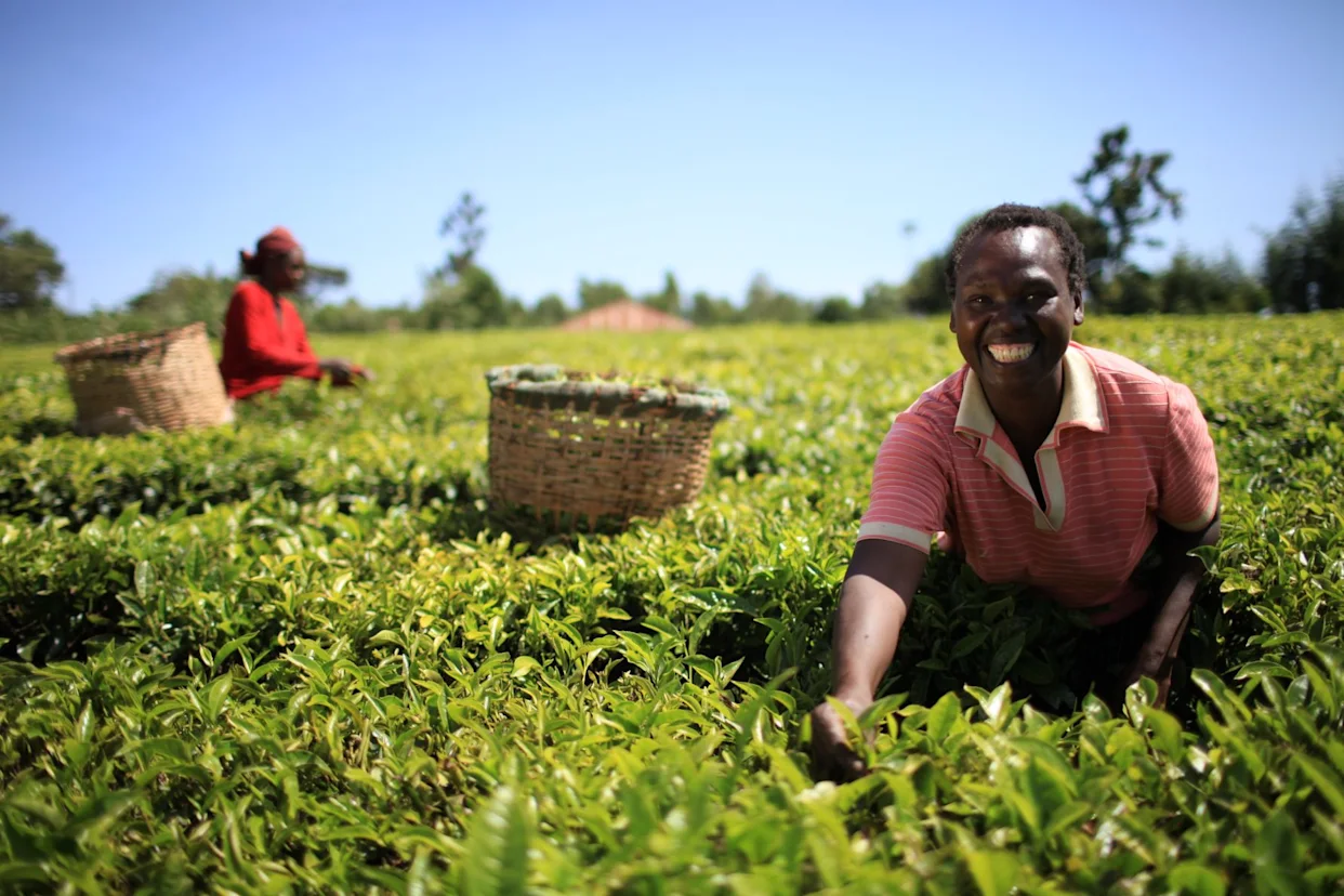 Juhudi Kilimo Hero Image | EN | EAF