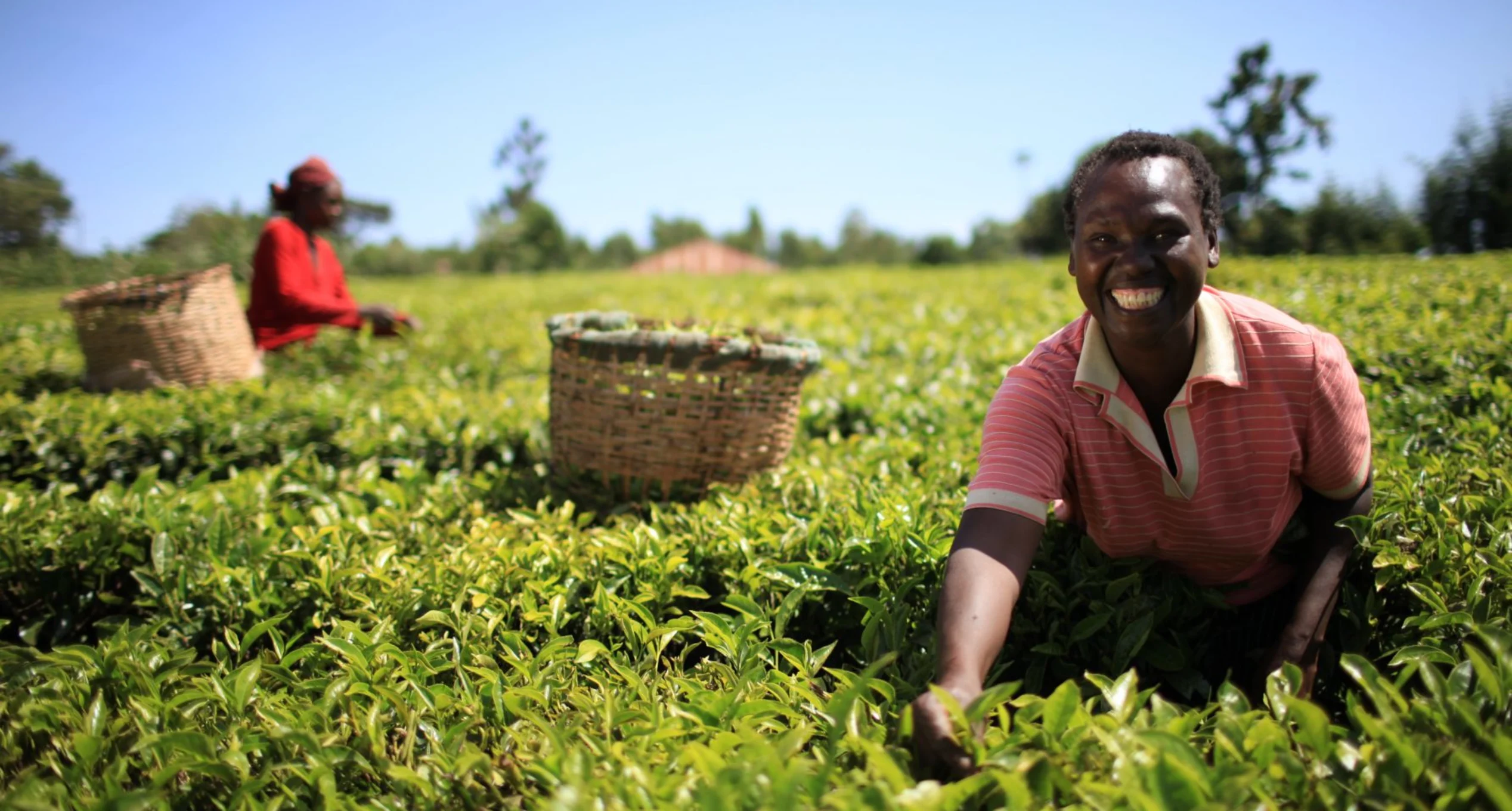 Juhudi Kilimo Hero Image | EN | EAF