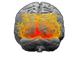 wp-contentuploadsBrodmann_areas_17_18_19.png