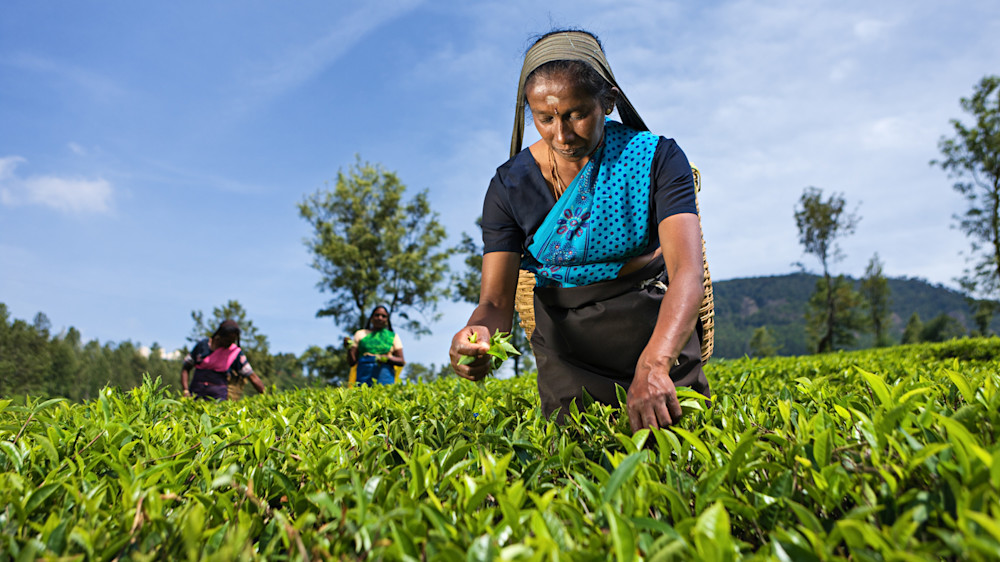 The social responsibility standards in the food sector