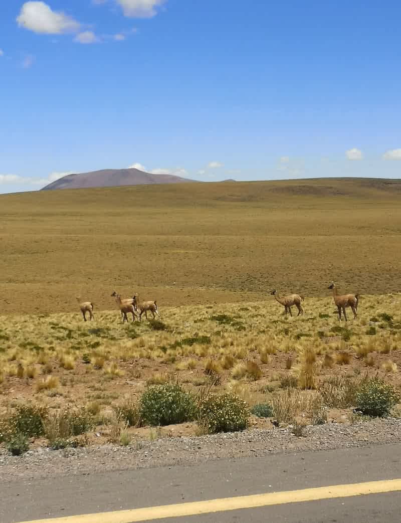 Des guanacos