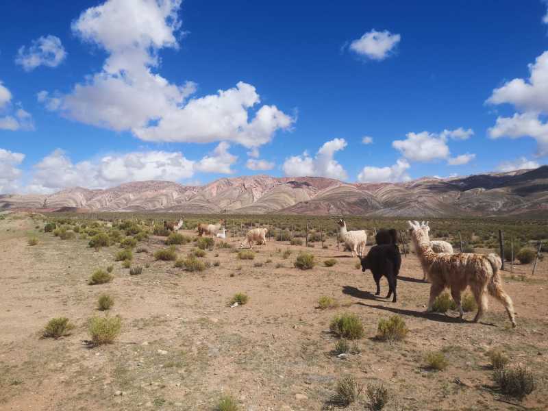 La famille lama de Tres Cruces