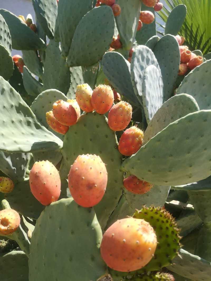 Un cactus en fleurs