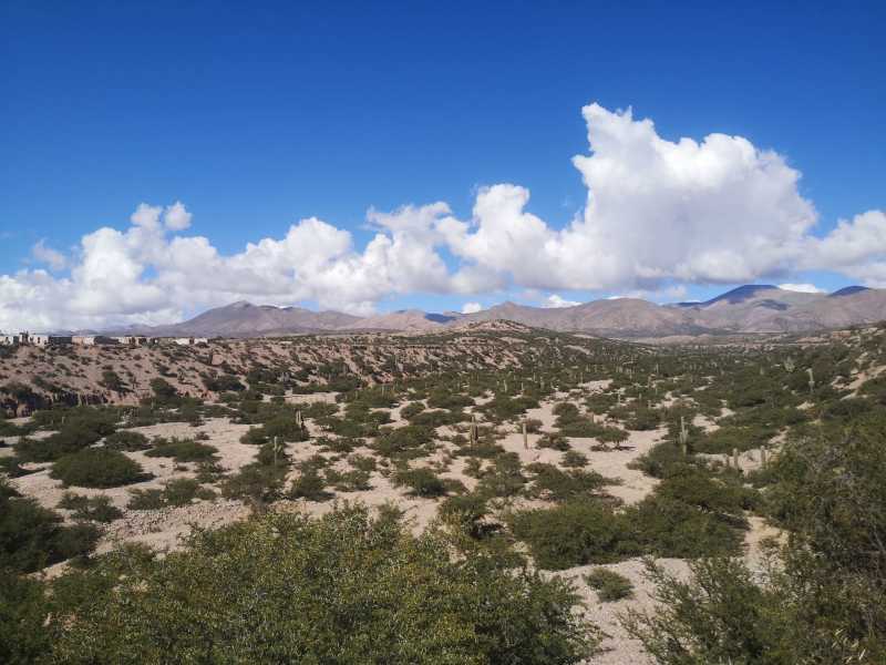 Vallée de cactus