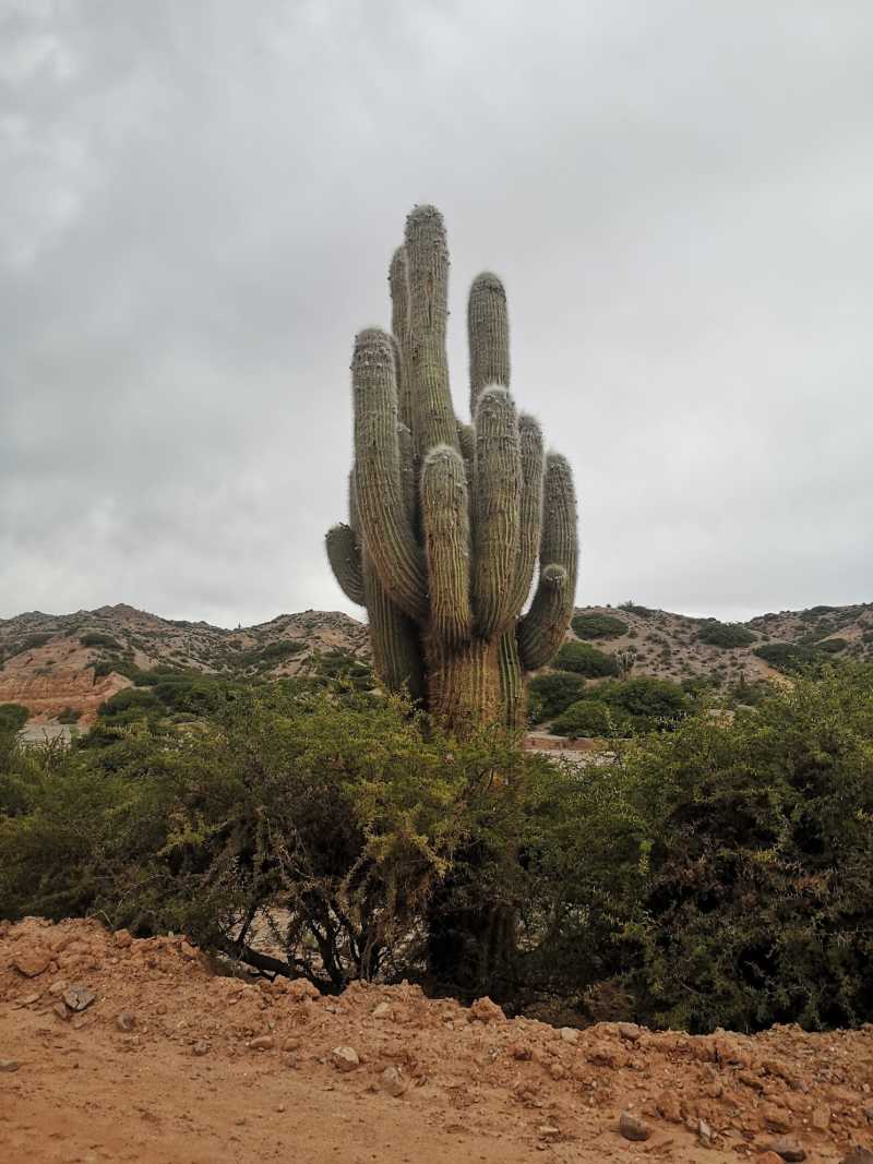 Un gros cactus