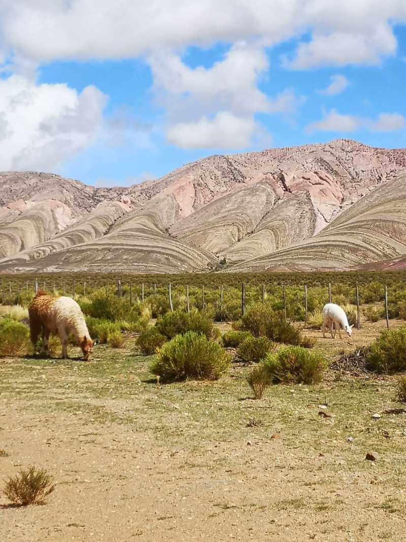 Des lamas à Tres Cruces