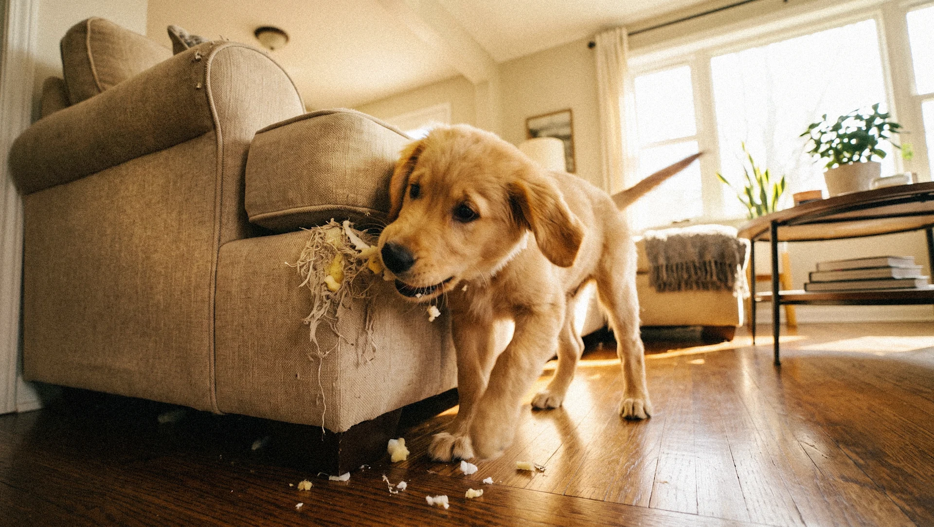 New Puppy Checklist: What to Buy and How to Prepare