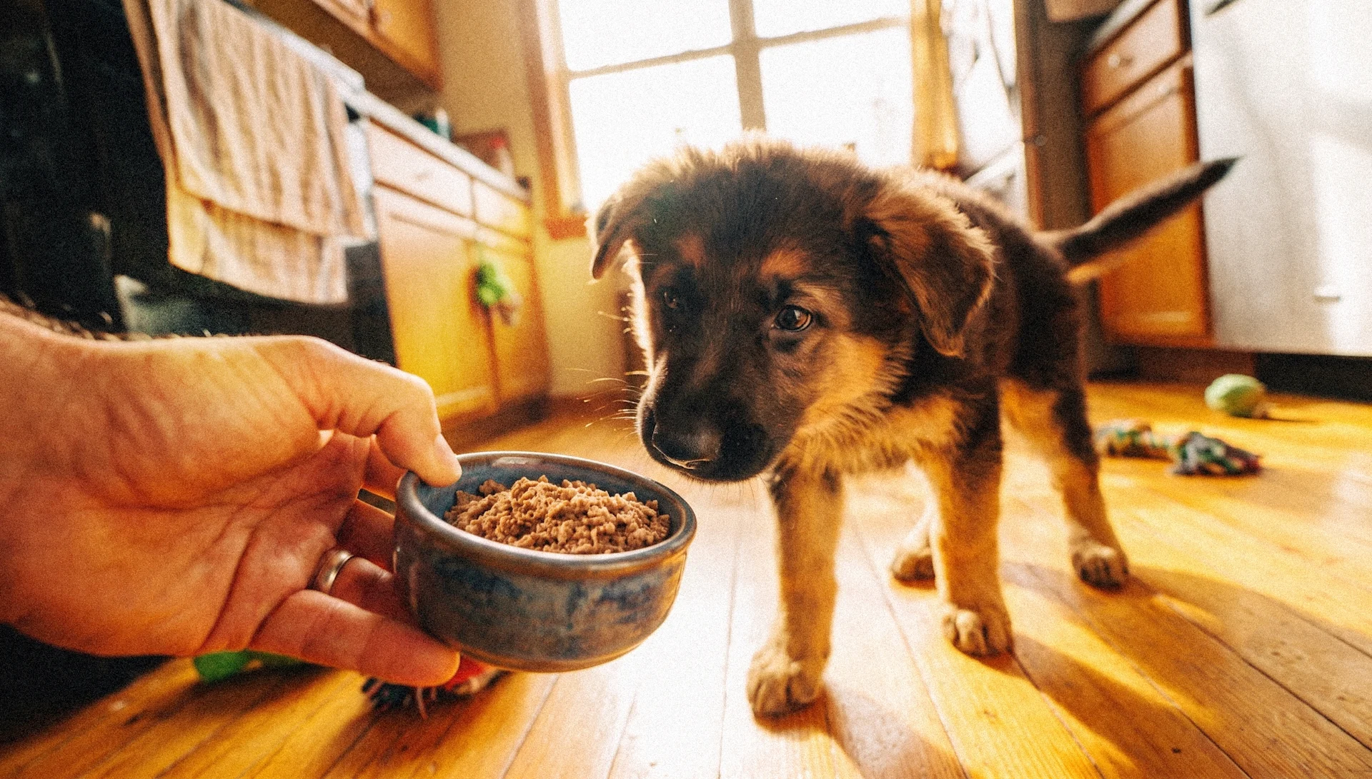 The Best Puppy Food in the UK: A Buyer's Guide
