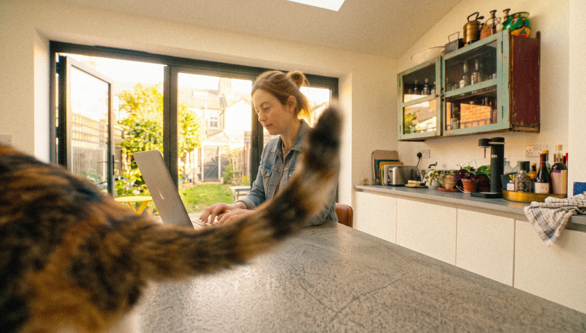 The Best Cat Breeds for First-Time Owners in the UK