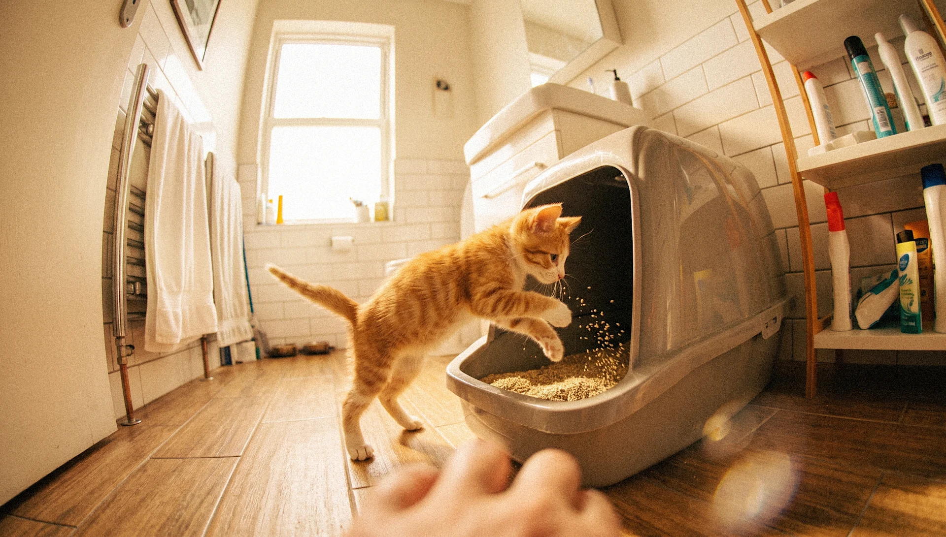 How to Litter Train a Kitten: A Step-by-Step Guide