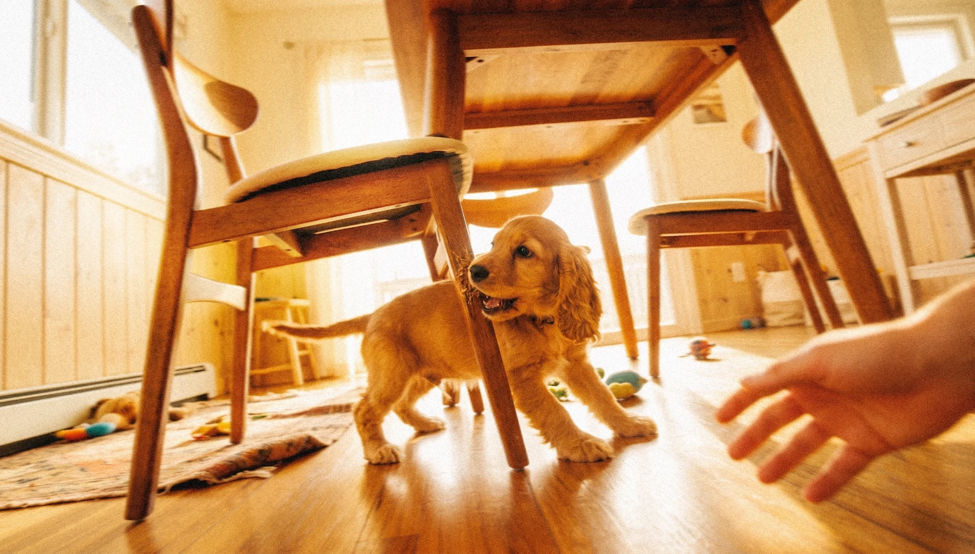 How to Look After a Puppy: A Complete First-Year Guide