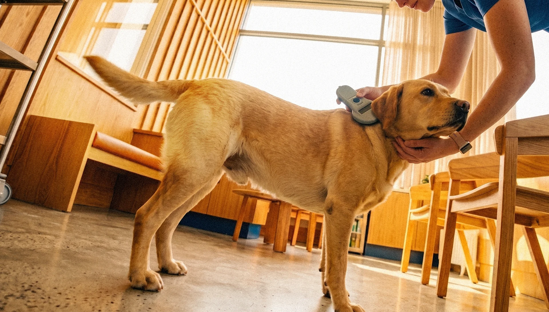 Microchipping Your Puppy or Kitten: The UK Law and How It Works