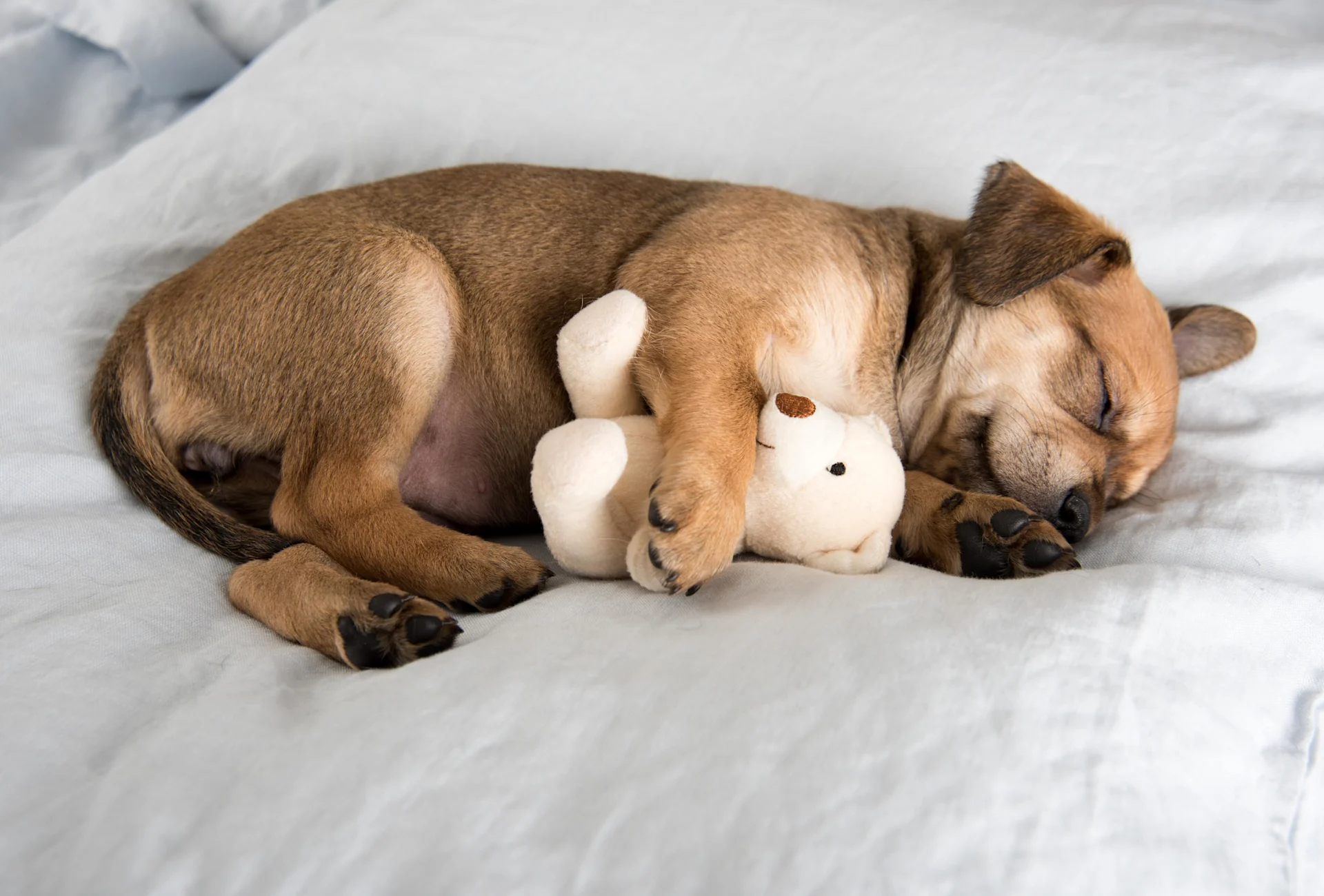 First Night With a Puppy: What to Expect
