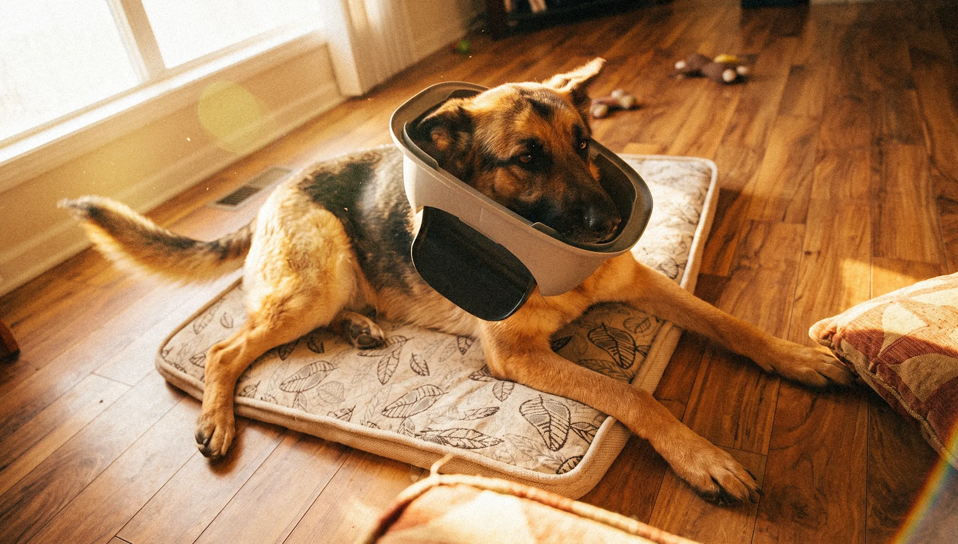 What Does Pet Insurance Cover? A Plain-English Guide