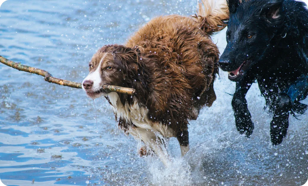 Two dogs running through shallow water, one carrying a stick