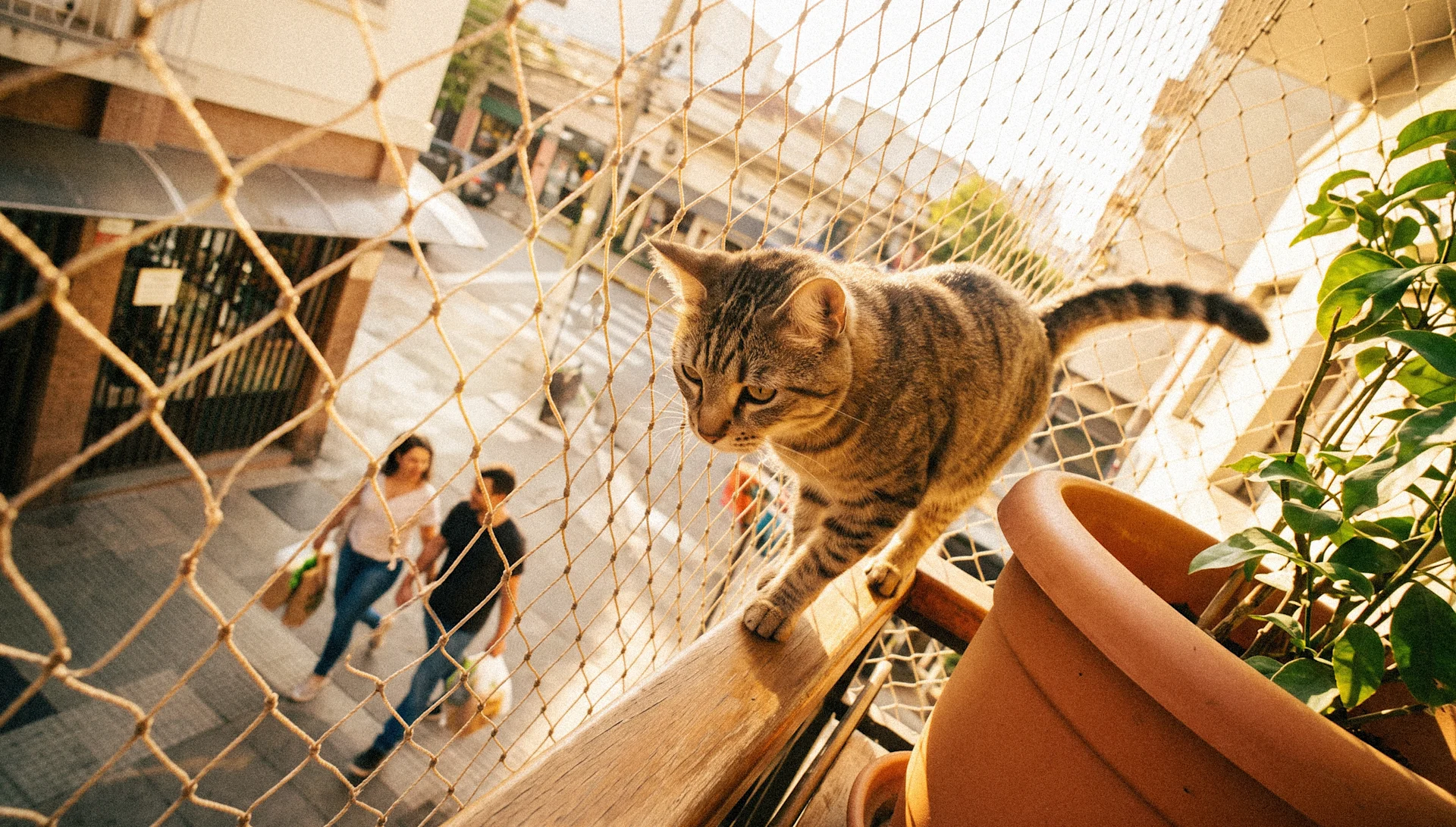 When Can Kittens Go Outside? A UK Vet Nurse's Guide