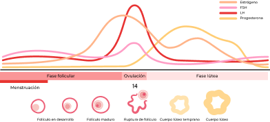 Etapas del ciclo menstrual