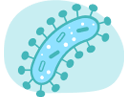 Bacteria Staphylococcus