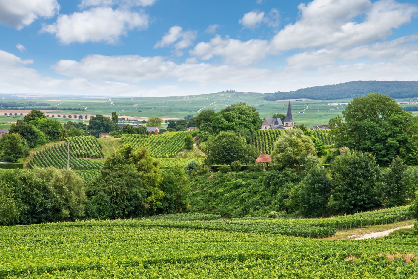 Vineyard landscape, Montagne de Reims, France