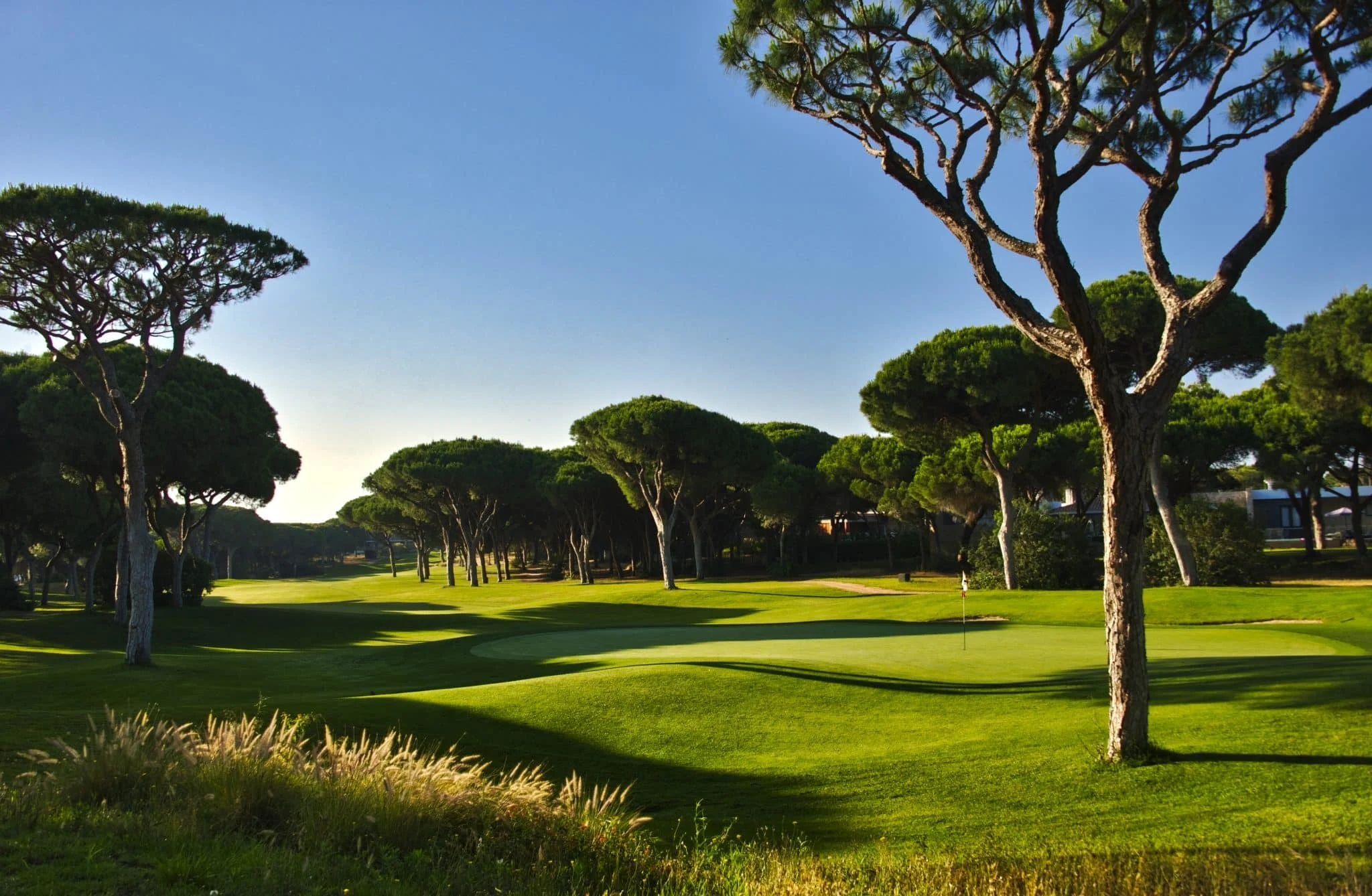 utsikt over dom pedro millennium golfbane i algarve med grønne fairwayer, parasollfuruer og velstelt landskap i sollys
