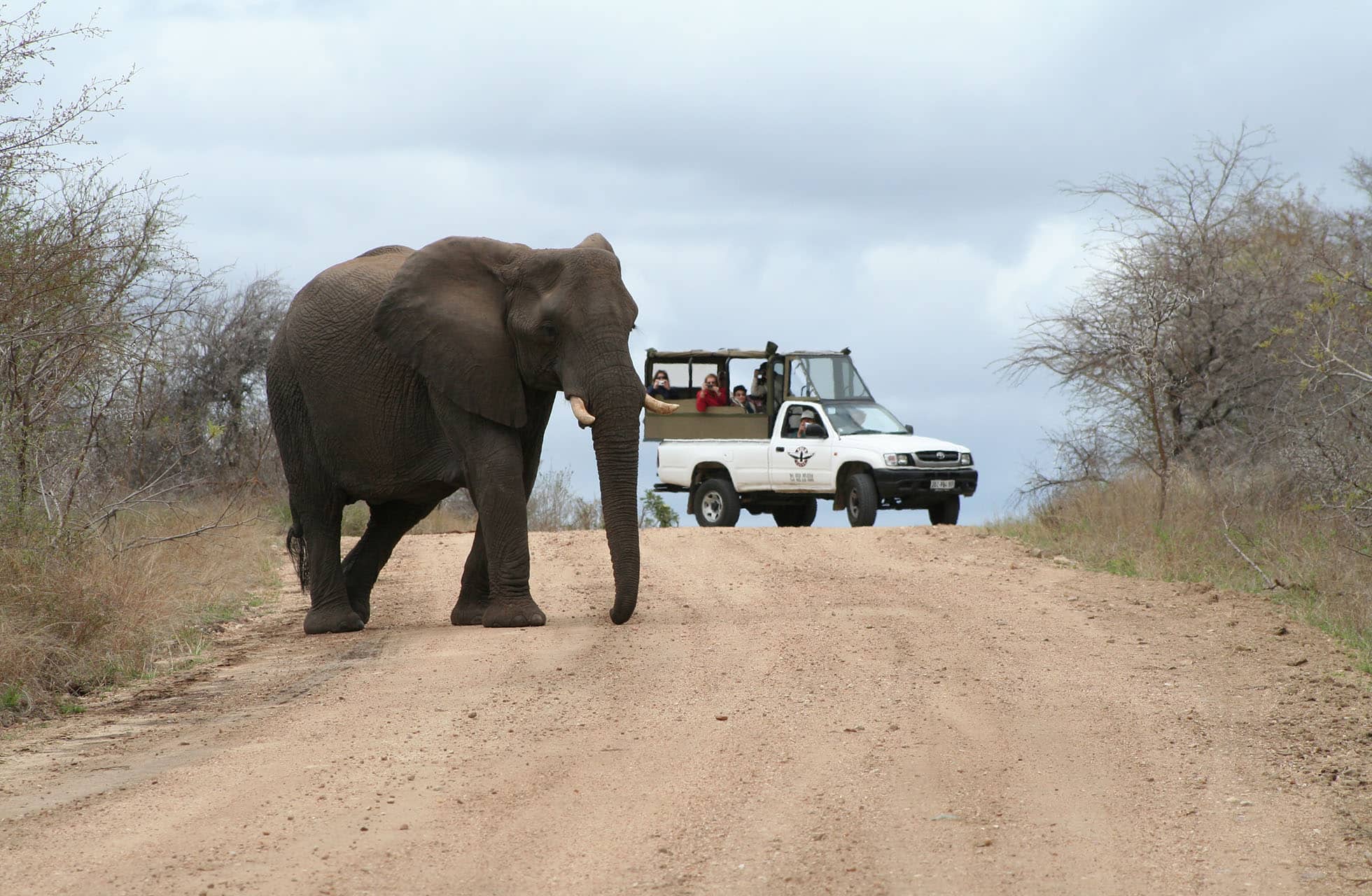 en elefant går over en grusvej i et tørt savannelandskab, mens et safarikøretøj med personer holder stille i baggrunden
