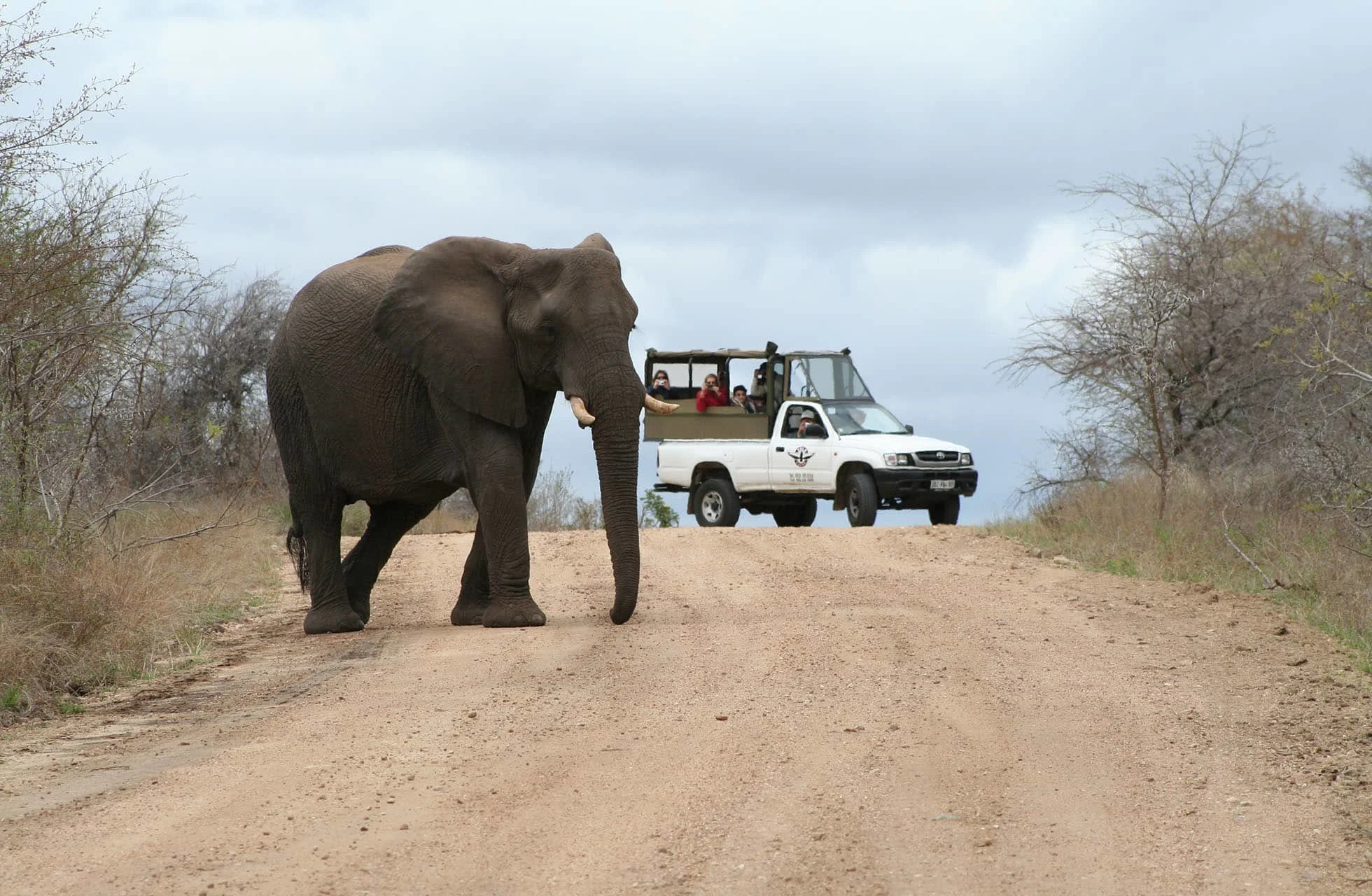 en elefant går over en grusvej i et tørt savannelandskab, mens et safarikøretøj med personer holder stille i baggrunden